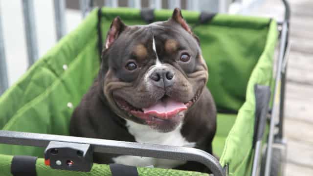 Pitbull ataca assaltante e família de suspeito quer morte de cachorro