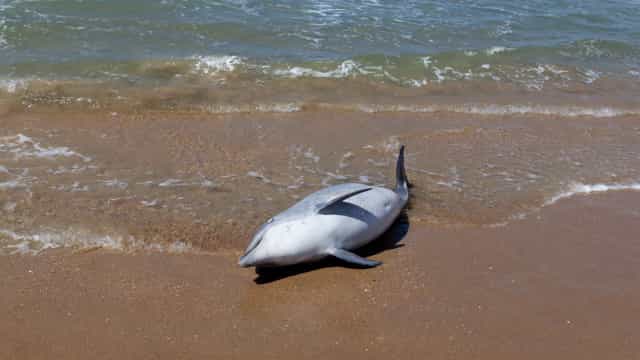 Litoral paulista: em duas semanas, 15 golfinhos são encontrados mortos