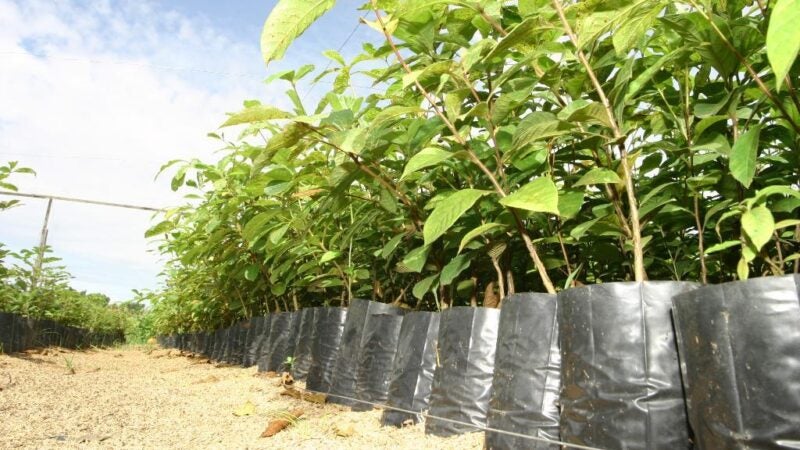 Técnicos da Empaer preveem coletar 1,2 milhão de sementes para produção de mudas nativas