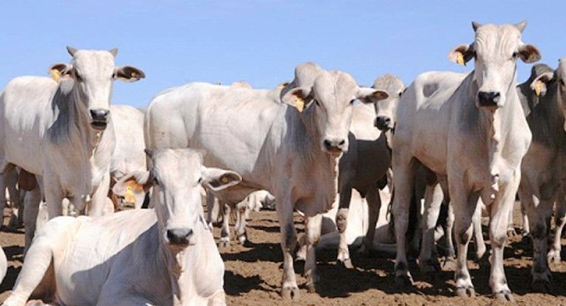 Preço da arroba do boi cai em Mato Grosso e da vaca tem redução maior