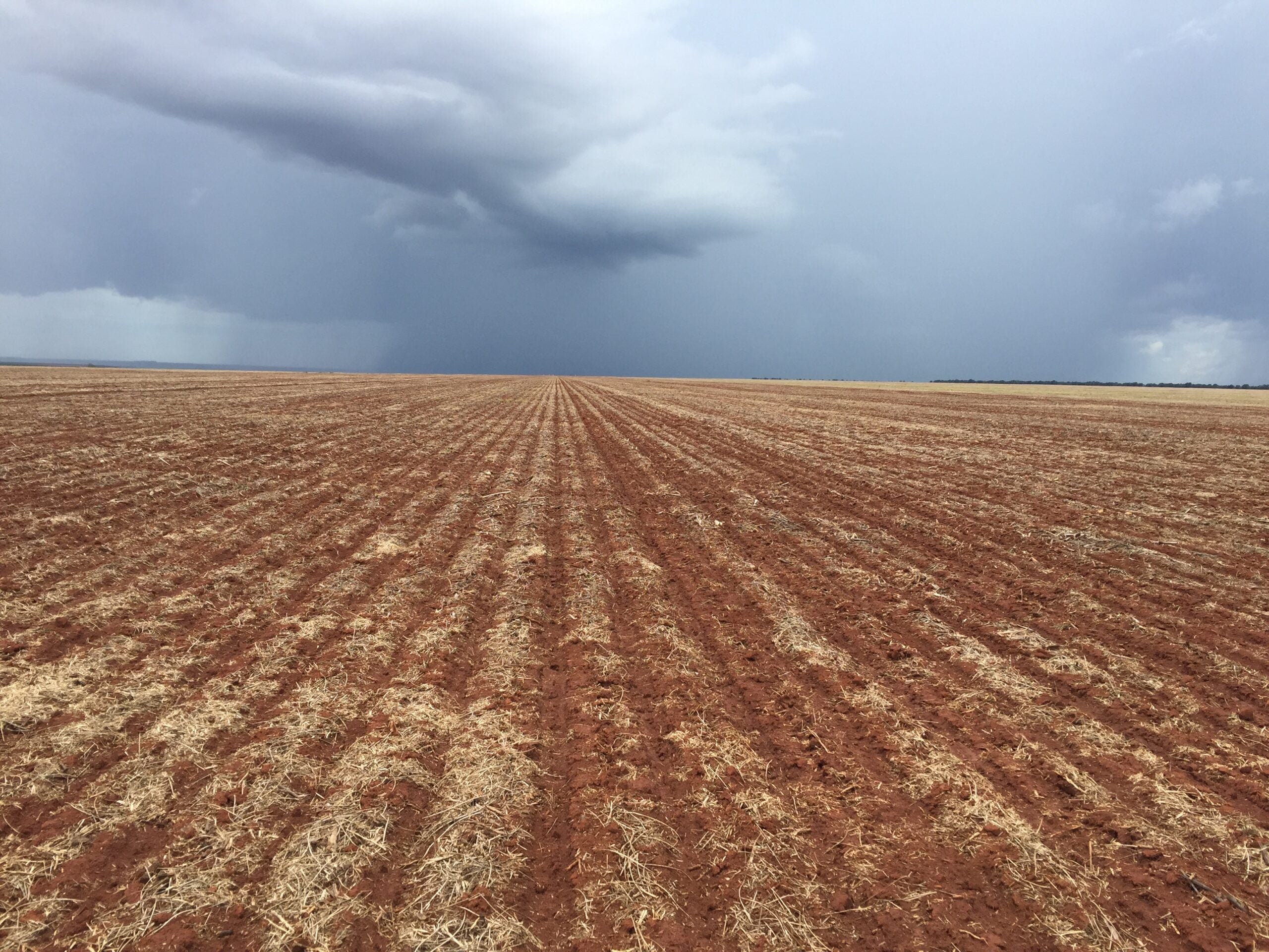Especialista orienta sobre como alavancar a produtividade do milho