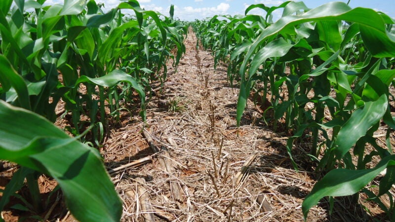 Encontro Técnico online reúne especialistas para debater a cultura do milho