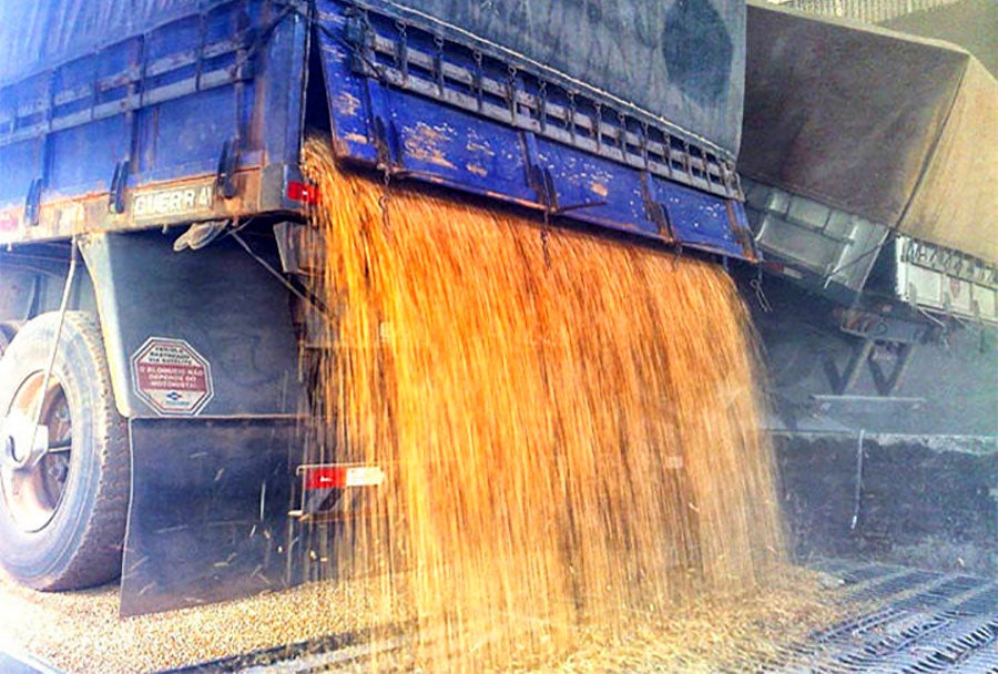 Venda de milho em Mato Grosso chega a 83% da área