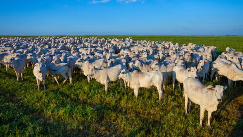 Passaporte Verde: Imac apresenta projeto inovador durante a COP27