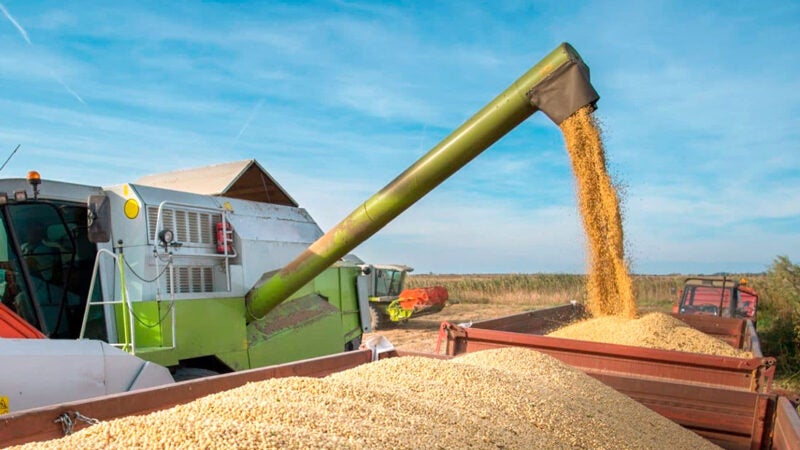 Soja disponível em Mato Grosso tem aumento na cotação e vai a R$ 161