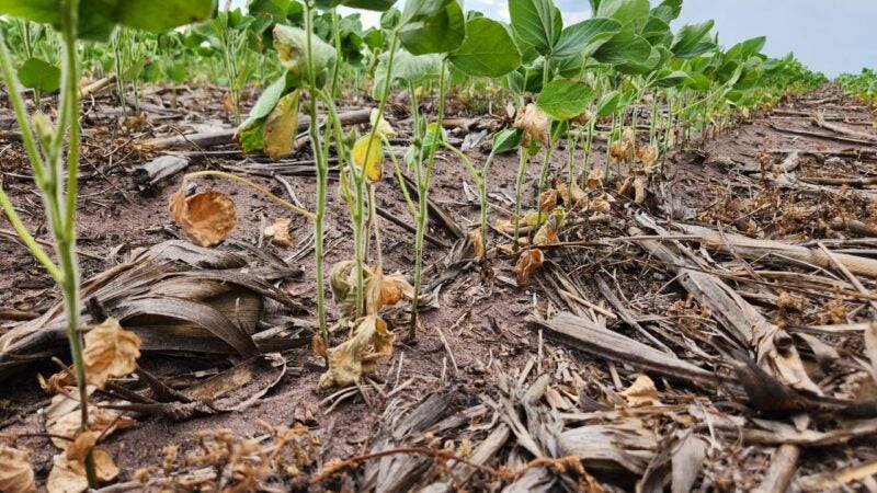 Chuvas irregulares e altas temperaturas causam preocupação aos produtores rurais