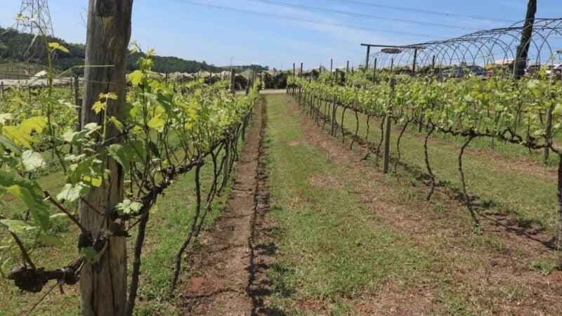 Tecnologia limpa disponível no Brasil é aliada do produtor de orgânico