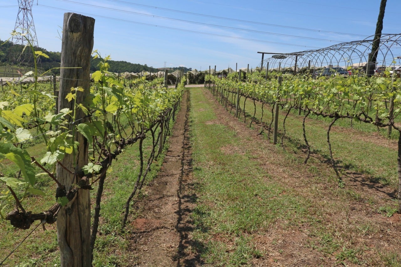 Tecnologia limpa disponível no Brasil é aliada do produtor de orgânico