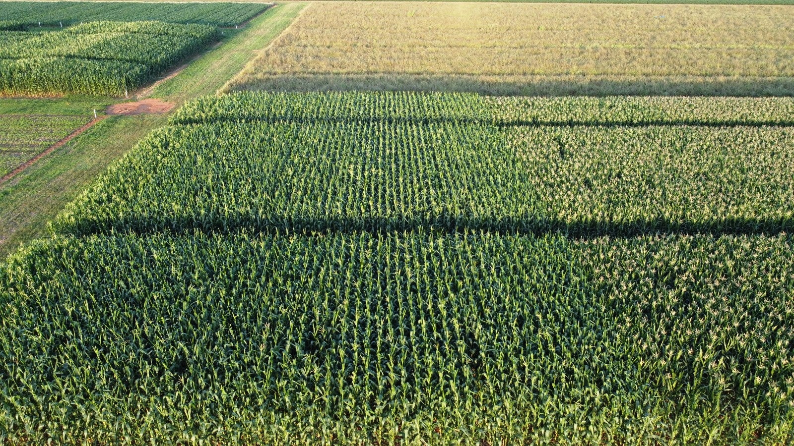 Dificuldades na identificação dos sintomas do complexo de doenças no milho geram dúvidas no campo