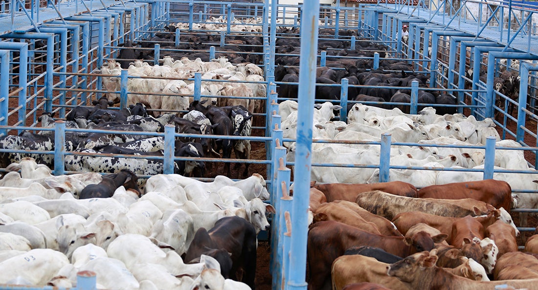 Confinamento de gado em Mato Grosso tem 3ª queda consecutiva