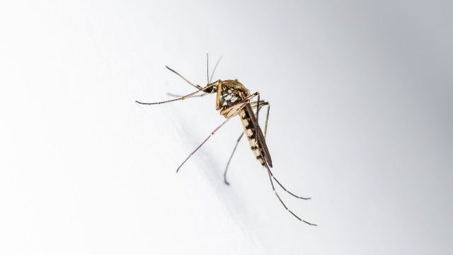 Dia Nacional de Combate ao Aedes aegypti é neste sábado