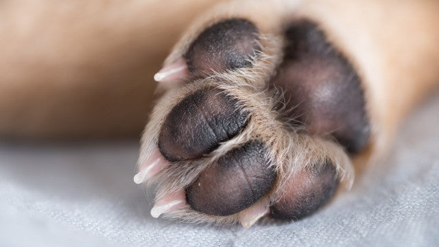 Tragédia. Menino de dois anos morre após ataque de cães na Austrália