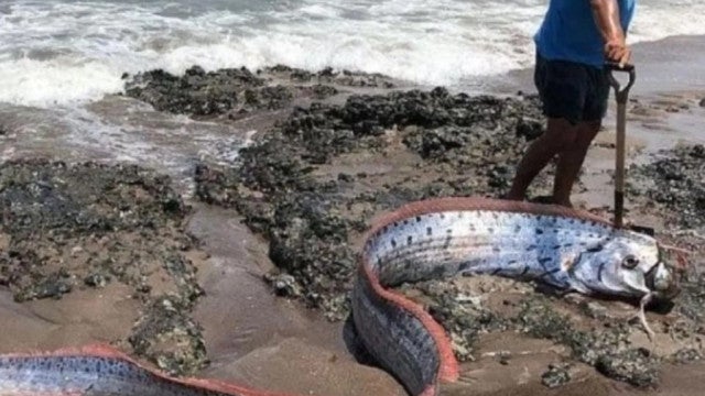 Mau presságio? Peixe que ‘anuncia’ tragédias encontrado em praia do Chile