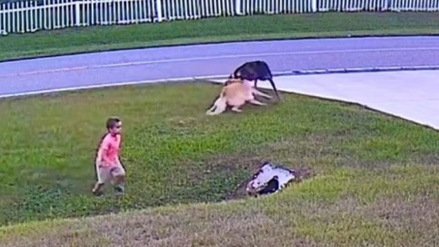 Pastor alemão salva menino de ataque de cão do vizinho