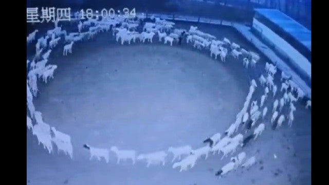 Ovelhas na Mongólia andam em círculos há 12 dias. Ninguém sabe porquê