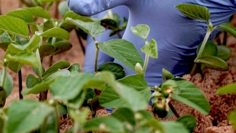 Chuvas irregulares e altas temperaturas preocupam produtores de soja em algumas regiões de MT