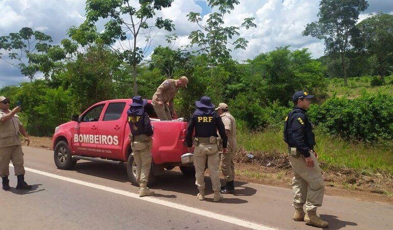 Em Terra Nova do Norte/MT, PRF realiza o resgate de animal silvestre