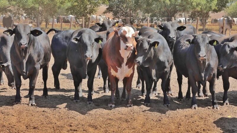 MT conta com 406 propriedades aptas a exportar para União Europeia