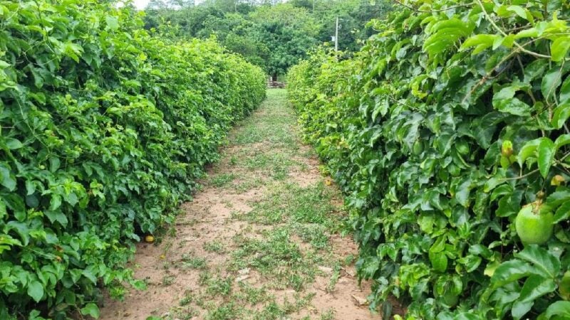 Empaer promove Dia de Campo sobre produção de Maracujá