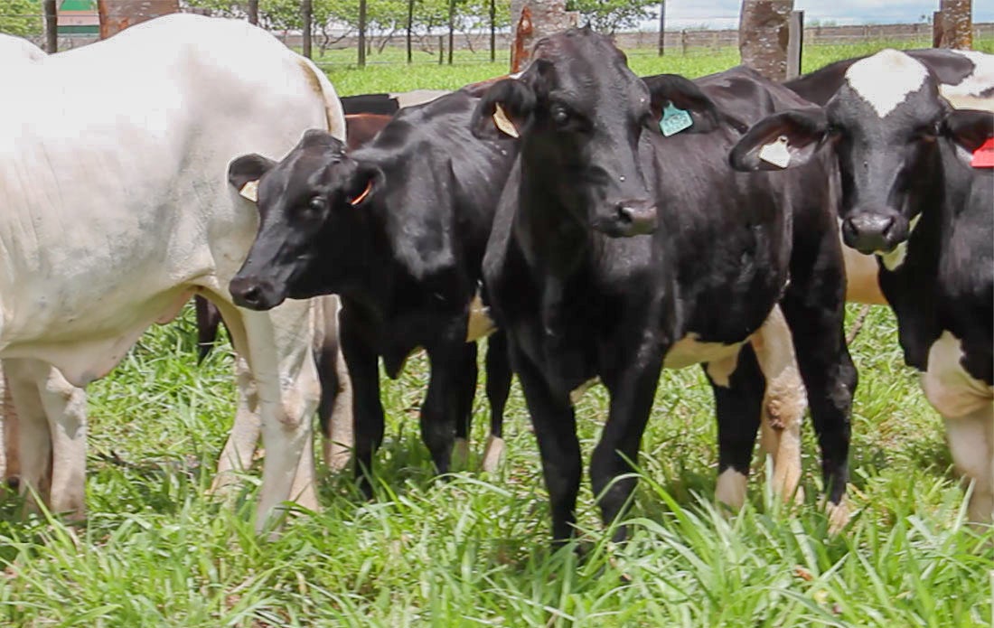 Mato Grosso tem mais de 400 fazendas habilitadas a exportar gado para União Européia
