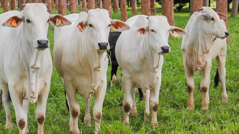 Frigoríficos de Mato Grosso reduzem abate de fêmeas e instituto prevê maior retenção do gado no pasto