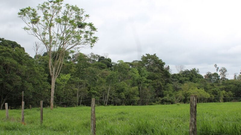 Práticas sustentáveis levam à mudança de mentalidade de pecuaristas