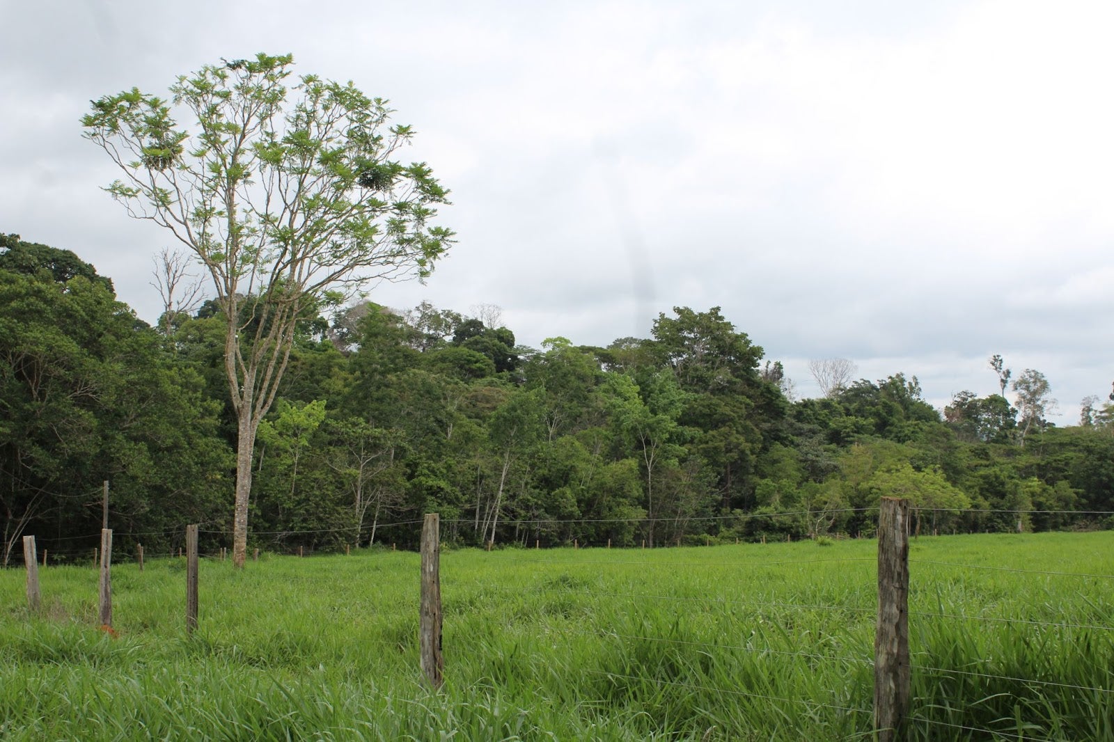 Práticas sustentáveis levam à mudança de mentalidade de pecuaristas