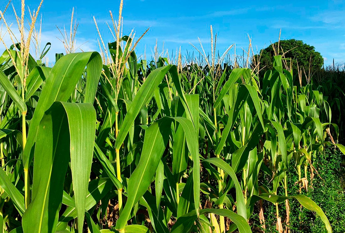 Milho em Mato Grosso teve aumento de 22% na área plantada e preço cresceu no mesmo patamar