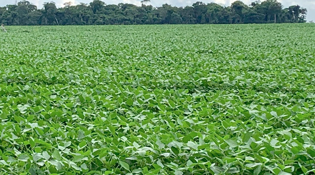 Soja em Mato Grosso fecha o ano com aumento de 6% no preço, constata instituto