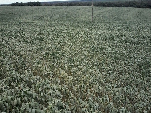 Chuvas irregulares reduzem desenvolvimento de lavouras de soja em MT, diz Aprosoja; Sorriso tem pior desempenho