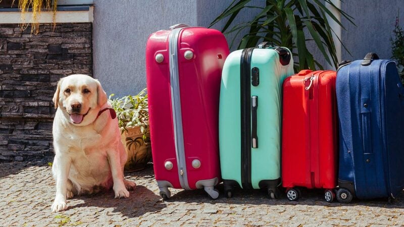 Viajar com animais requer cuidados especiais