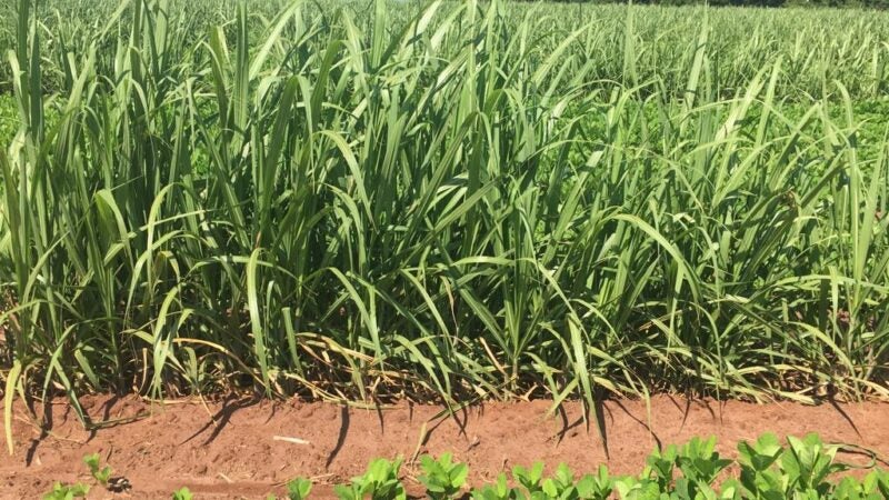 Estudos comprovam que fertilizante orgânico aumenta a produtividade da cana-de-açúcar e reduz 50% dos nematoides no solo