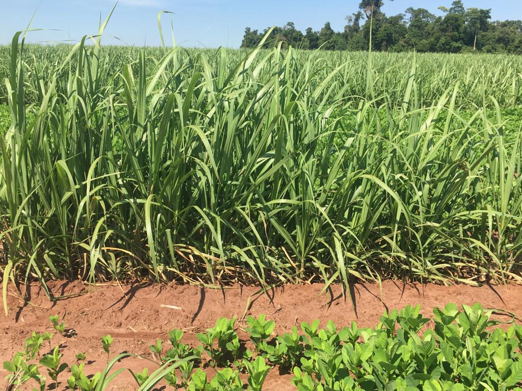 Estudos comprovam que fertilizante orgânico aumenta a produtividade da cana-de-açúcar e reduz 50% dos nematoides no solo