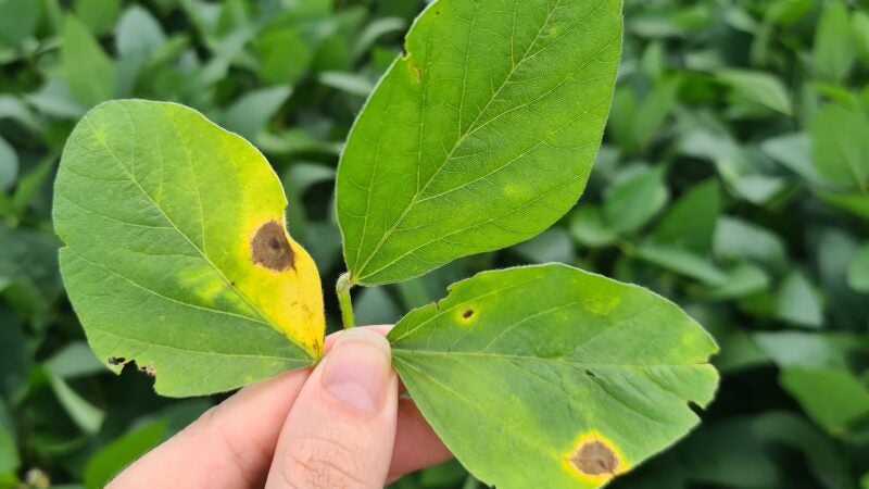 Início da safra de soja em MT teve baixa ocorrência de doenças, mas é preciso atenção