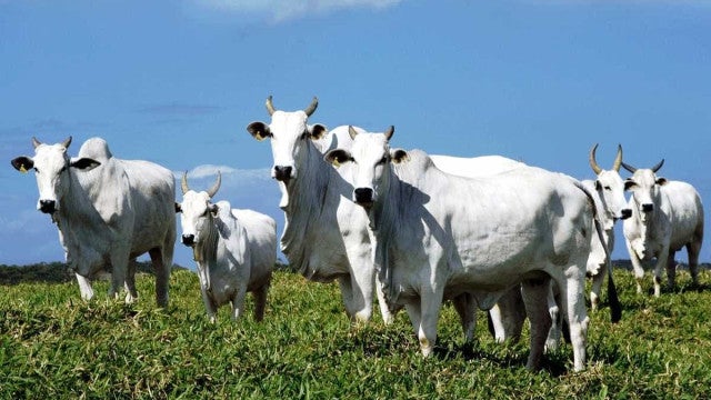 Bolsonaro sanciona lei que cria autocontrole da produção agropecuária no País