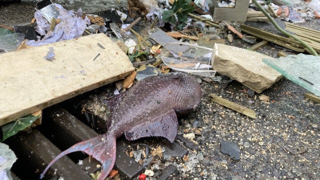 Foi como um tsunami, diz vizinha de aquário que explodiu em Berlim