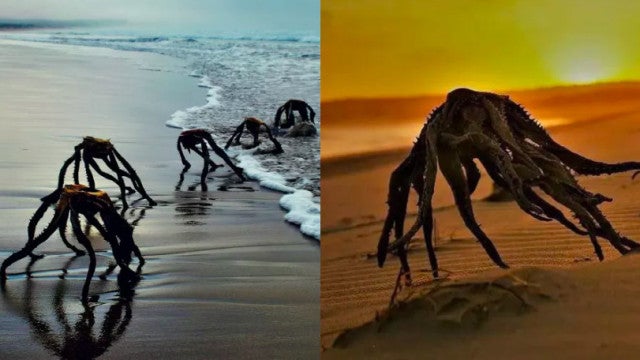 Sul-africanos tomam susto em praia com seres que não são o que parecem