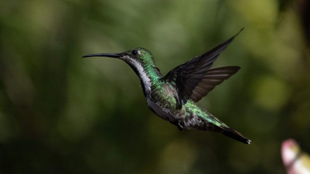 Cientistas descobrem beija-flor da mata atlântica que canta em frequência ultrassônica
