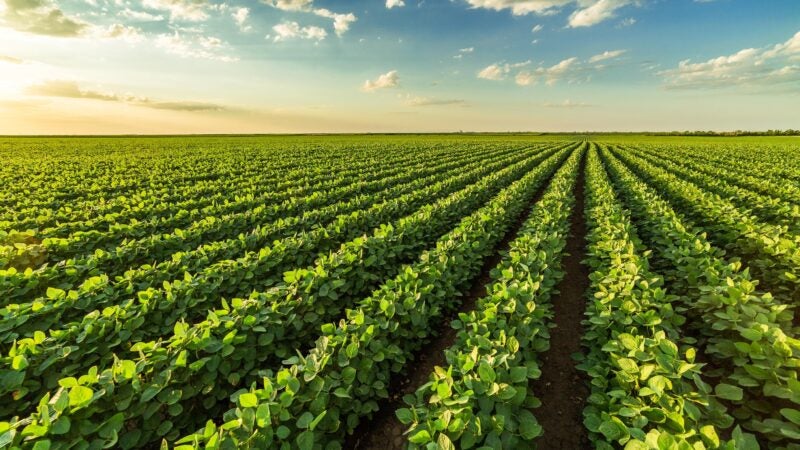 Mercado nacional ganha registro de biofungicida multissítio para diversas culturas