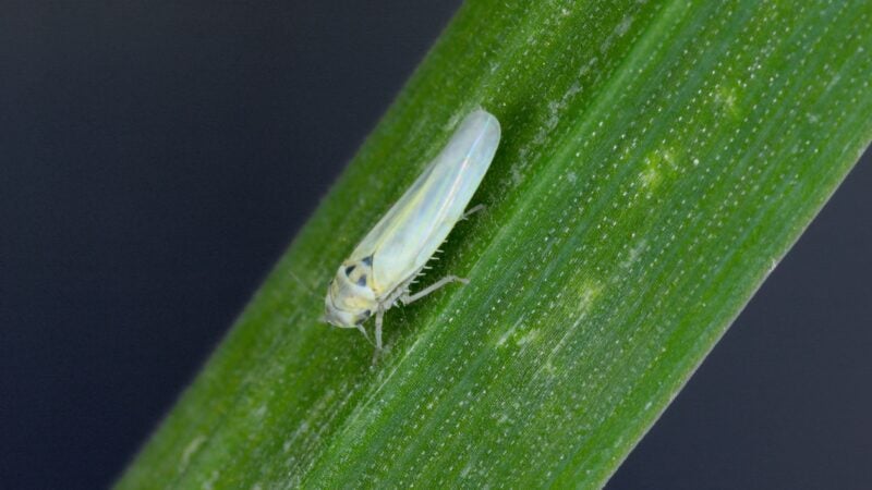 Biológicos mudam o perfil de controle da cigarrinha do milho
