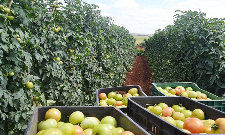 Tomate: semana é de mercado estável no atacado