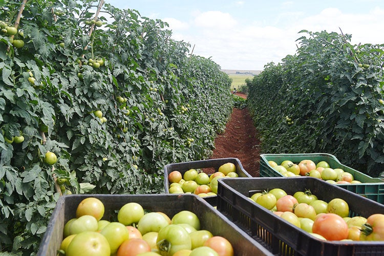 Tomate: semana é de mercado estável no atacado