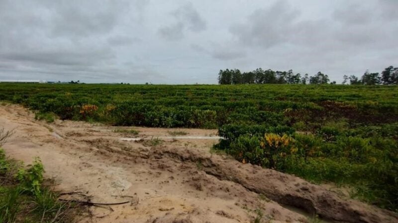 Excesso de chuva pode impactar as principais regiões produtoras