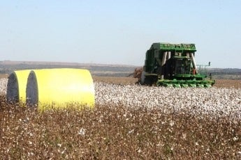 Custo do plantio de algodão em Mato Grosso cai 8%, constata IMEA