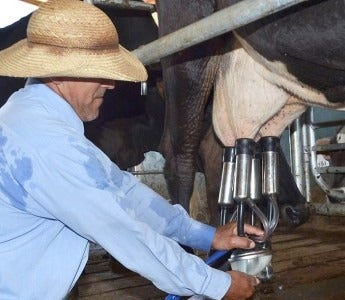 Preço do leite pago ao produtor em Mato Grosso tem nova redução