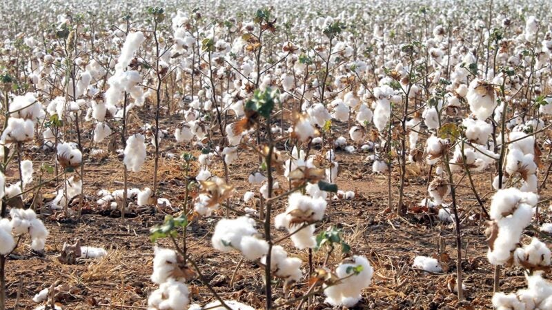 Venda de pluma de algodão em Mato Grosso atinge 87% da produção