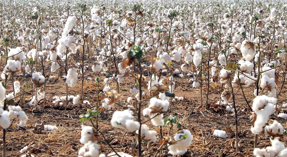 Venda de pluma de algodão em Mato Grosso atinge 87% da produção