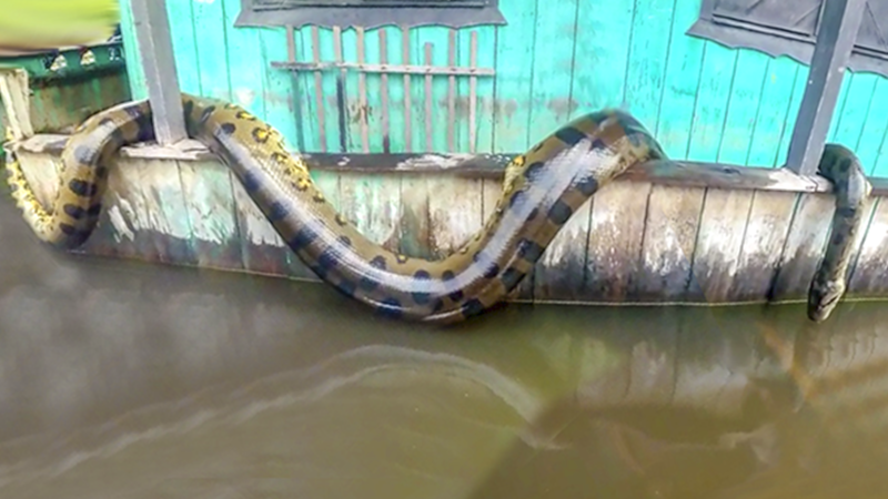 COBRAS GIGANTES CAPTURADAS EM 2022