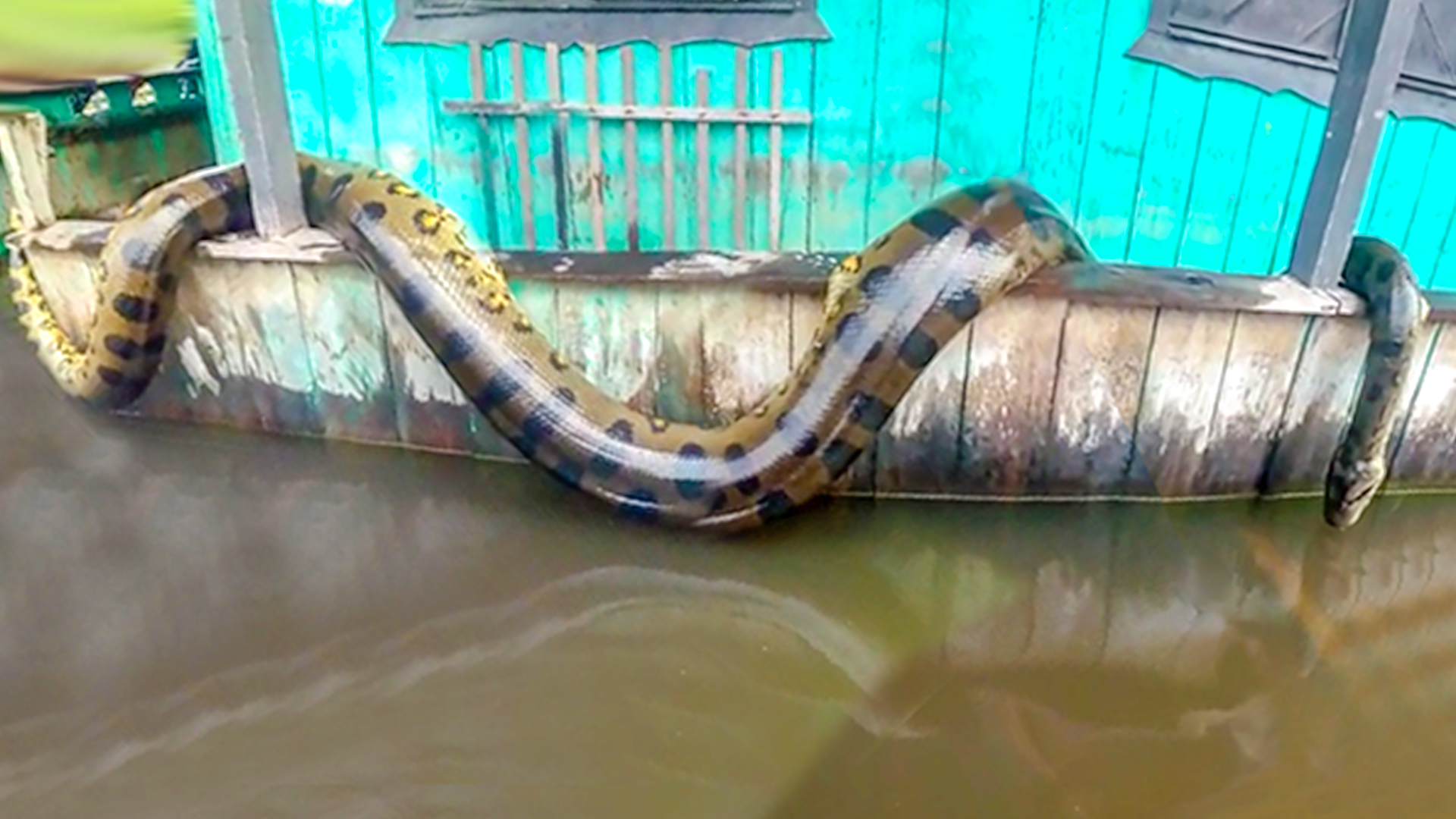 COBRAS GIGANTES CAPTURADAS EM 2022