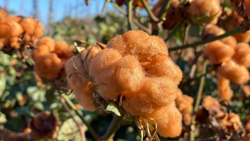 Venda de pluma de algodão em Mato Grosso avança pouco; qualidade cai em algumas regiões
